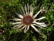 92 Carlina bianca (Carlina acaulis)